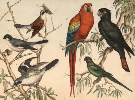 Animals, birds: Shrikes (left) and parrots (right) : Great Shrike, Lanius excubitor, Red-backed