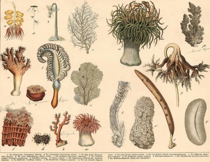 Animals: jellyfish, corals and sponges, school picture, authentic reproduction of a school mural,