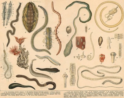 Animals: rotifers, annelids, starworms, roundworms and flatworms, school picture, authentic