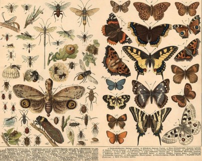 Animals: Hymenoptera, half-winged and butterflies, school painting, authentic reproduction of a
