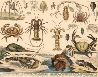 Animals: crabs, school picture, authentic reproduction of a school mural, around 1900, exact date