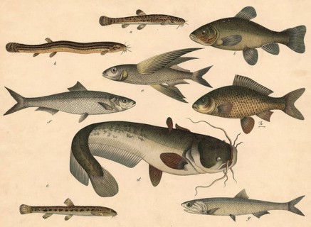 Animals, Fish: Bearded gown, Cobitis barbatula, Mudbiter, Cobitis fossilis, stone loach, Cobitis