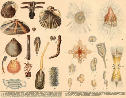 Animals: molluscs and prehistoric animals, school painting, authentic reproduction of a school