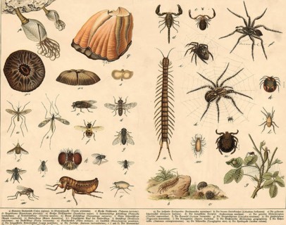 Animals: vine-footed birds, millipedes and spiders, school painting, authentic reproduction of a