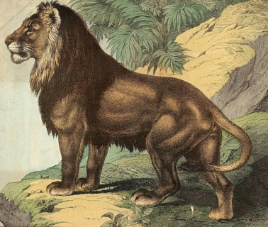 Animals, predators, cats: lion, panthera leo, school picture, authentic reproduction of a school