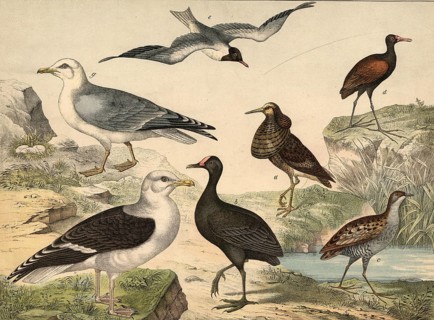 Animals, birds, swamp birds and swimming birds: fighting runners, machetes pugnax, pond grouse,