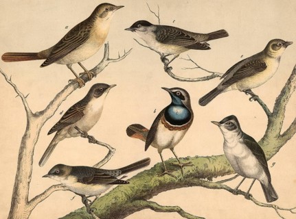 Animals, birds: nightingale, lusciola luscinia, bluethroat, lusciola coerulecula, warbler, Sylvia