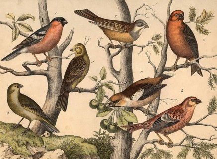Animals, birds: spruce crossbill, Loxia eurvirostra, spruce bullfinch, Pyrrhula enucleator,