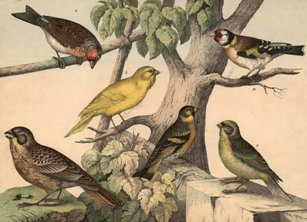 Animals, birds: Goldfinch, Fringilla carduelis, canary, Fringilla canaria, henfling, Fringilla