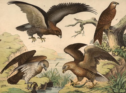 Animals, day predators: golden eagle or golden eagle, Aquila chrysaetor, white-tailed eagle or sea