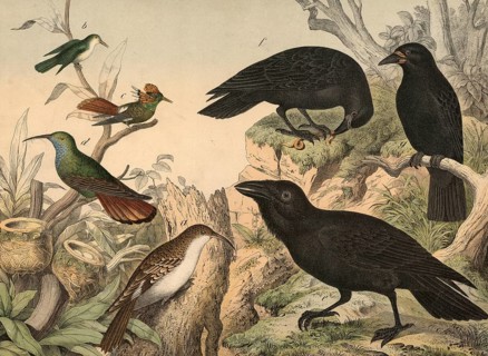 Animals, birds: thin-billed avocets (left) and ravens: Treecreeper, Certhia familiaris,
