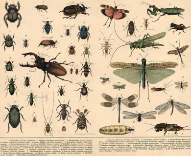 Animals: beetles, straight-winged and web-winged birds, school painting, authentic reproduction of