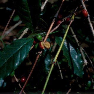 Coffee cherries, a cherry is open, Bali, Indonesia