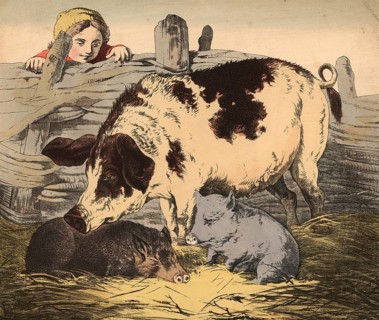 Animals, pets: pig, domestic pig, Sus scrofa domesticus, school picture, authentic reproduction of