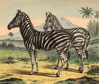 Animals: Zebra, Equus grevyi, school picture, authentic reproduction of a school mural, around