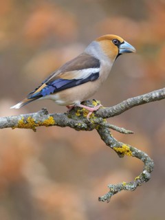 Hawfinch (Coccothraustes coccothraustes), male in breeding plumage on a lichen-covered branch,