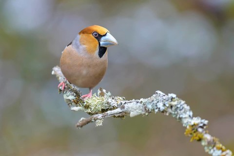 Hawfinch (Coccothraustes coccothraustes), male in winter on a branch covered with lichen, Swabian