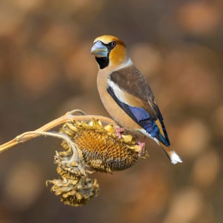 Hawfinch (Coccothraustes coccothraustes), male in breeding plumage on sunflower fruit, Swabian Alb