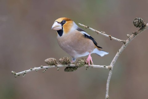 Hawfinch (Coccothraustes coccothraustes), male in winter on a larch branch with cones, Swabian Alb