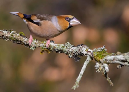 Hawfinch (Coccothraustes coccothraustes), male in breeding plumage on a lichen-covered branch,