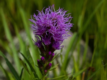 Liatris spicata, Asteraceae family, plant, native garden, East Frisia, Germany