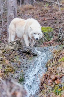 Arctic wolf (Canis lupus arctos), one animal, drinking, creek, water, forest, side view, captive