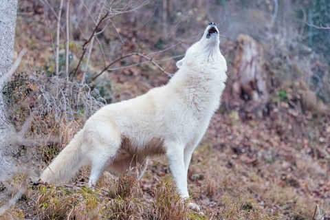 Arctic wolf (Canis lupus arctos), one animal, howling, forest, side view, captive