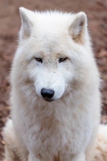 Portrait of an Arctic wolf (Canis lupus arctos). Captive