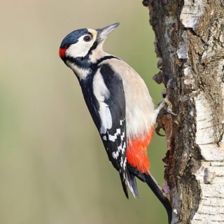 Great spotted woodpecker (Dendrocopus major), male, foraging on the trunk of a common birch (Betula