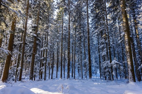 Winter landscape, snow-covered spruce forest, Picea abies, winter, Mondseeland, Salzkammergut,