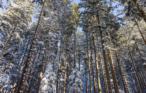 Winter landscape, snow-covered spruce forest, Picea abies, looking up into the treetops, winter,