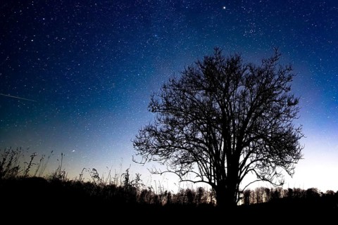 A solitary elderberry bush (Sambucus nigra) silhouetted against a starry night sky, Melle,