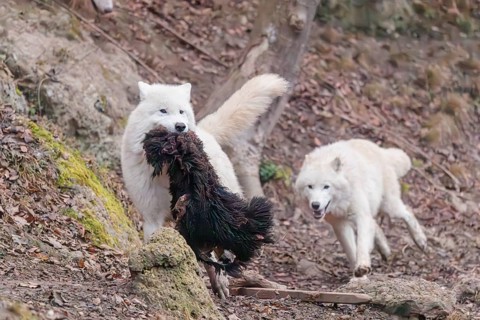 Arctic wolf (Canis lupus arctos), one animal, running, prey, sheep, forest, escape from the pack,