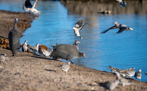Helmeted guinea fowl (Numida meleagris), drinking at a waterhole, Savuti, Chobe National Park,