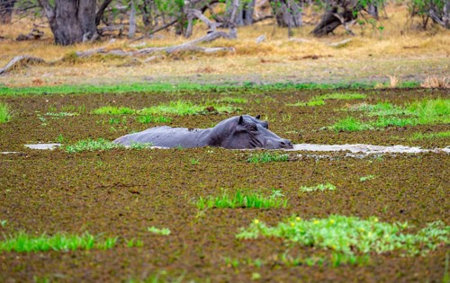 Hippopotamus (Hippopatamus amphibius), in a lake densely overgrown with aquatic plants, Okavango