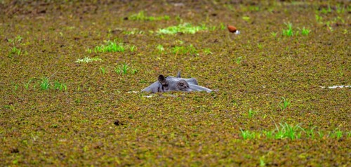 Hippopotamus (Hippopatamus amphibius), only the head looks out of the water, in a lake densely