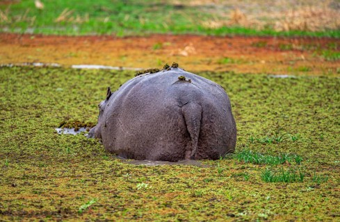 Hippopotamus (Hippopatamus amphibius), from behind, in a lake densely overgrown with aquatic