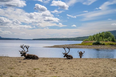 Panoramic view of reindeer (Rangifer tarandus) on the lakeshore with a small island and wide sky,