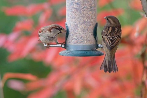 Sparrow eating seeds from a feeder. seasonal bird feeding. Bad Salzschlirf, Hessen, Germany