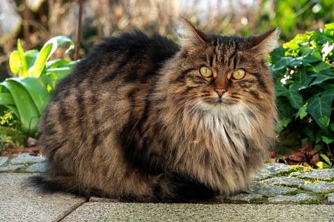 Cat, Norwegian Forest Cat, Baden-Württemberg, Germany