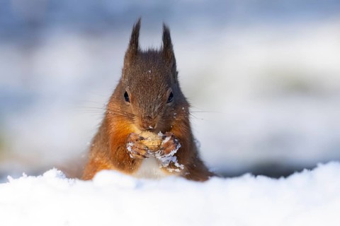 Red squirrel (Sciurus vulgaris) adult animal eating a nut in snow in winter, England, United