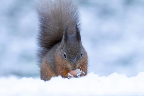 Red squirrel (Sciurus vulgaris) adult animal eating a hazel nut in a snow covered woodland in