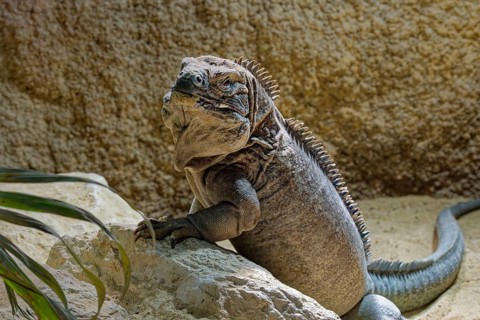 Animal portrait Jamaican iguana (Cyclura collei), reptile, pangolin, captive, occurrence Jamaica