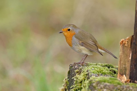 Robin (Erithacus rubecula), on mossy ground in the garden, Wilnsdorf, North Rhine-Westphalia,