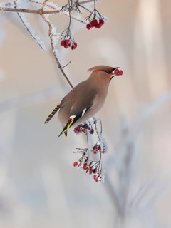 Waxwing (Bobycilla garrulus) eating berries of snowball (Viburnum opulus), hoarfrost, winter,
