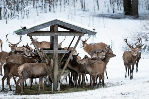 Red deer (Cervus elaphus) at feeding trough, game feeding in winter with snow, Upper Bavaria,