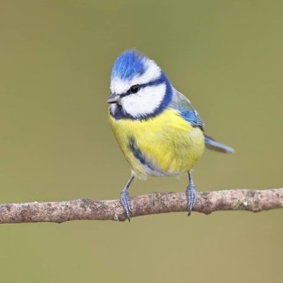 Blue tit (Parus caeruleus), sitting on a branch, Wilnsdorf, North Rhine-Westphalia, Germany
