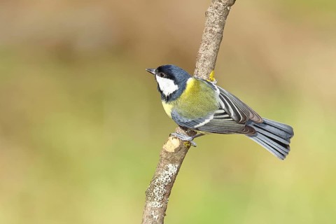 Great tit (Parus major), sitting on a branch, Wilnsdorf, North Rhine-Westphalia, Germany