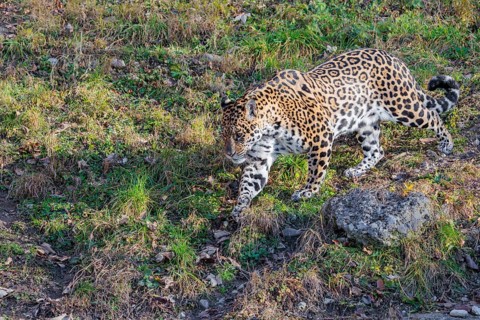An adult jaguar (Panthera onca) runs across a green meadow in hilly terrain on a sunny day. Captive