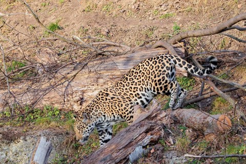 An adult jaguar (Panthera onca) runs across a dry meadow on a sunny day, with rotting tree trunks